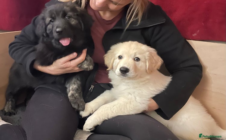 Mixed Breed dogs - Advert 1