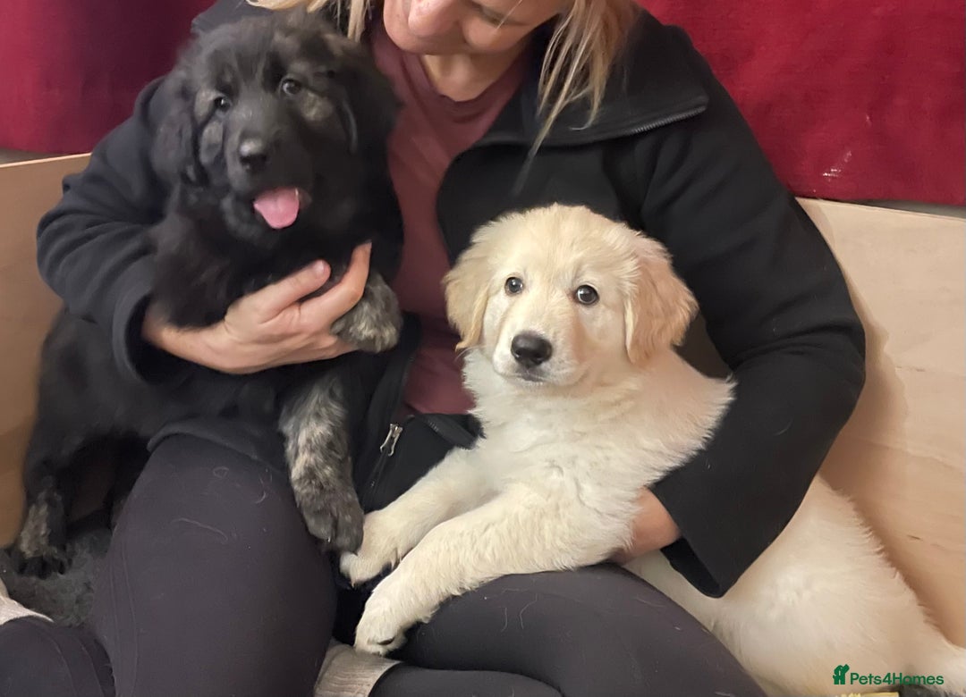 Mixed Breed dogs for sale: Golden Shepherd Puppies for Sale - Image 1