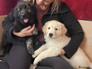 Mixed Breed dogs - Advert 8