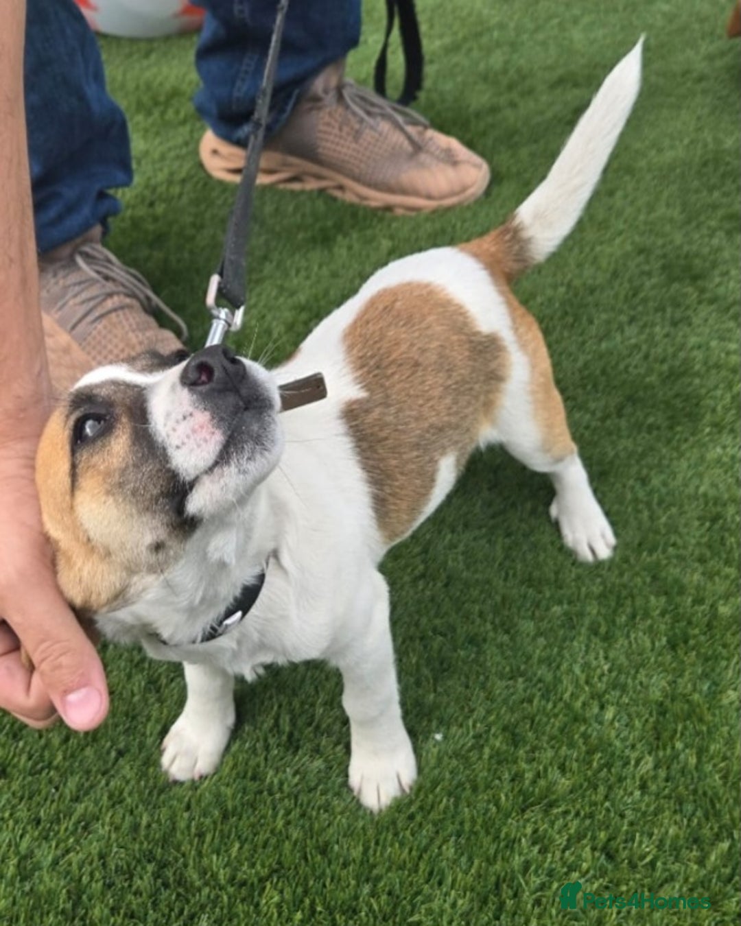 Jack Russell dogs for sale: Georgous 5 month old male jack russel - Image 5
