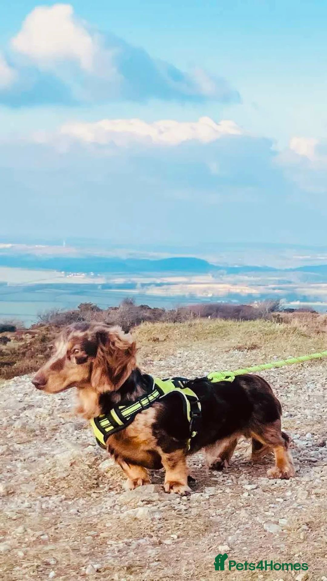 Miniature Dachshund dogs for stud: KC Reg Long Haired Choc Dapple Miniature Dachshund in Gunnislake - Advert 9