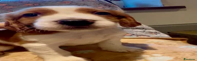 Welsh Springer Spaniel 3