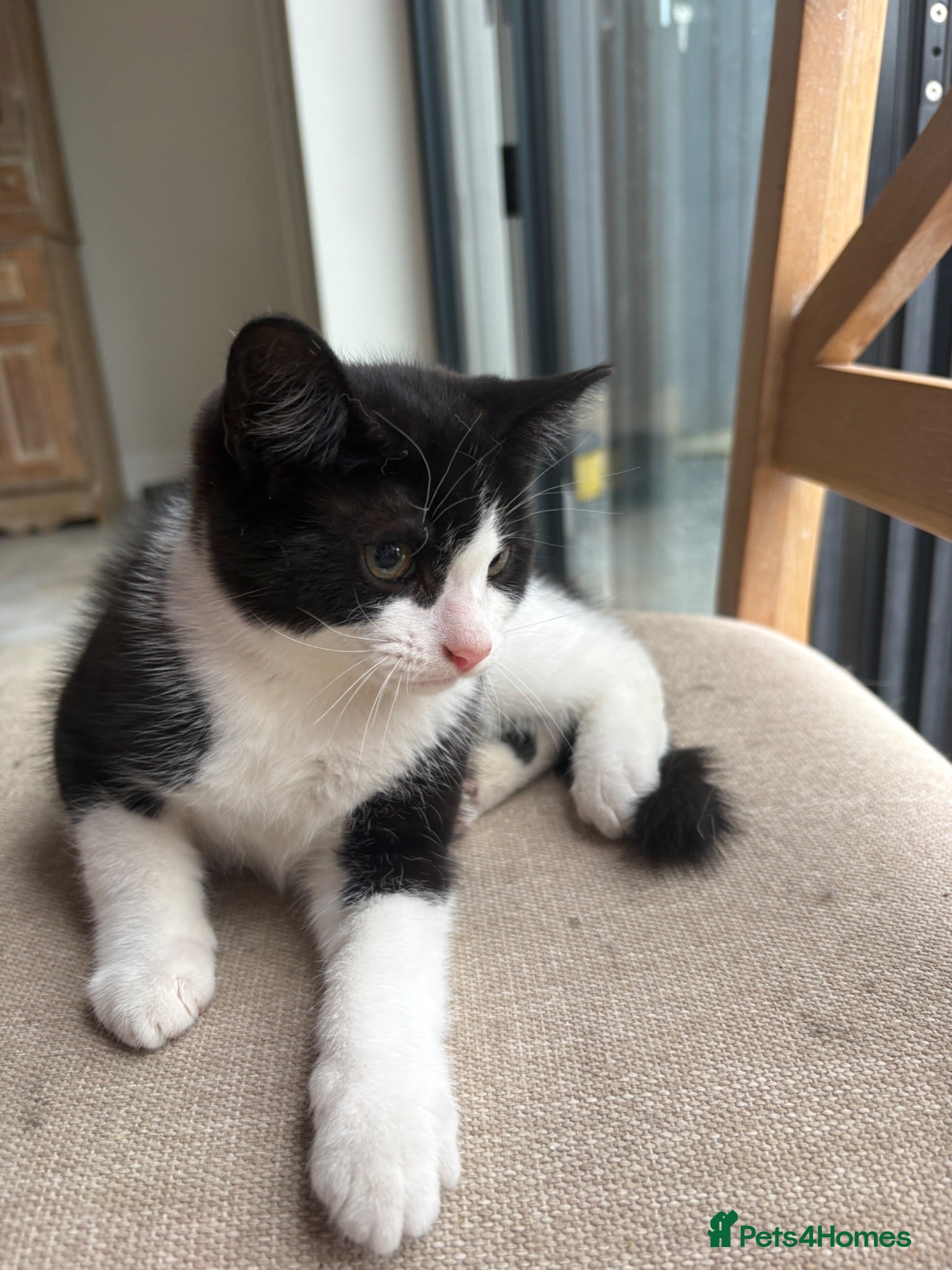 Mixed Breed cats Beautiful Kittens looking for loving homes - Advert 1