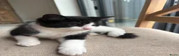 Mixed Breed cats for sale: Beautiful Kittens looking for loving homes in Carmarthen - Advert 1