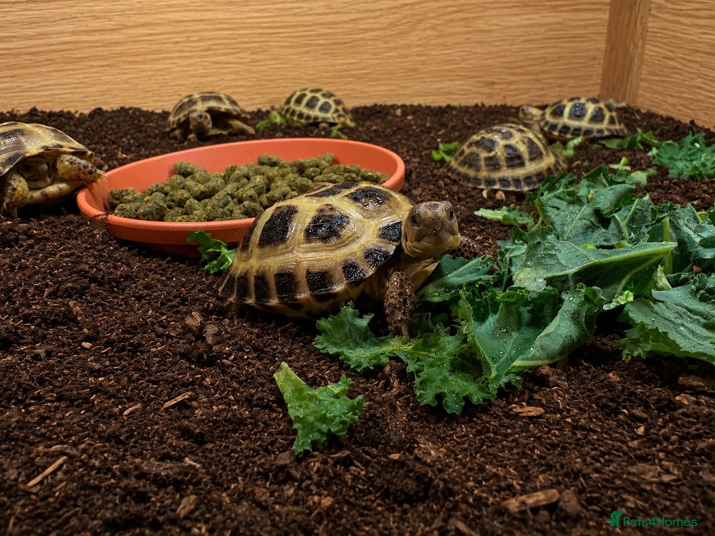 Tortoise reptiles Horsfields Tortoise - Advert 1