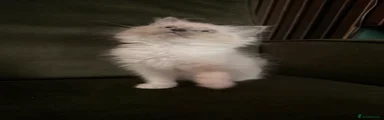 Ragdoll 2