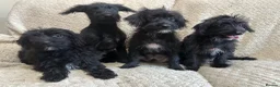 Jackapoo dogs for sale: 4 Jackapoos  - Advert 5