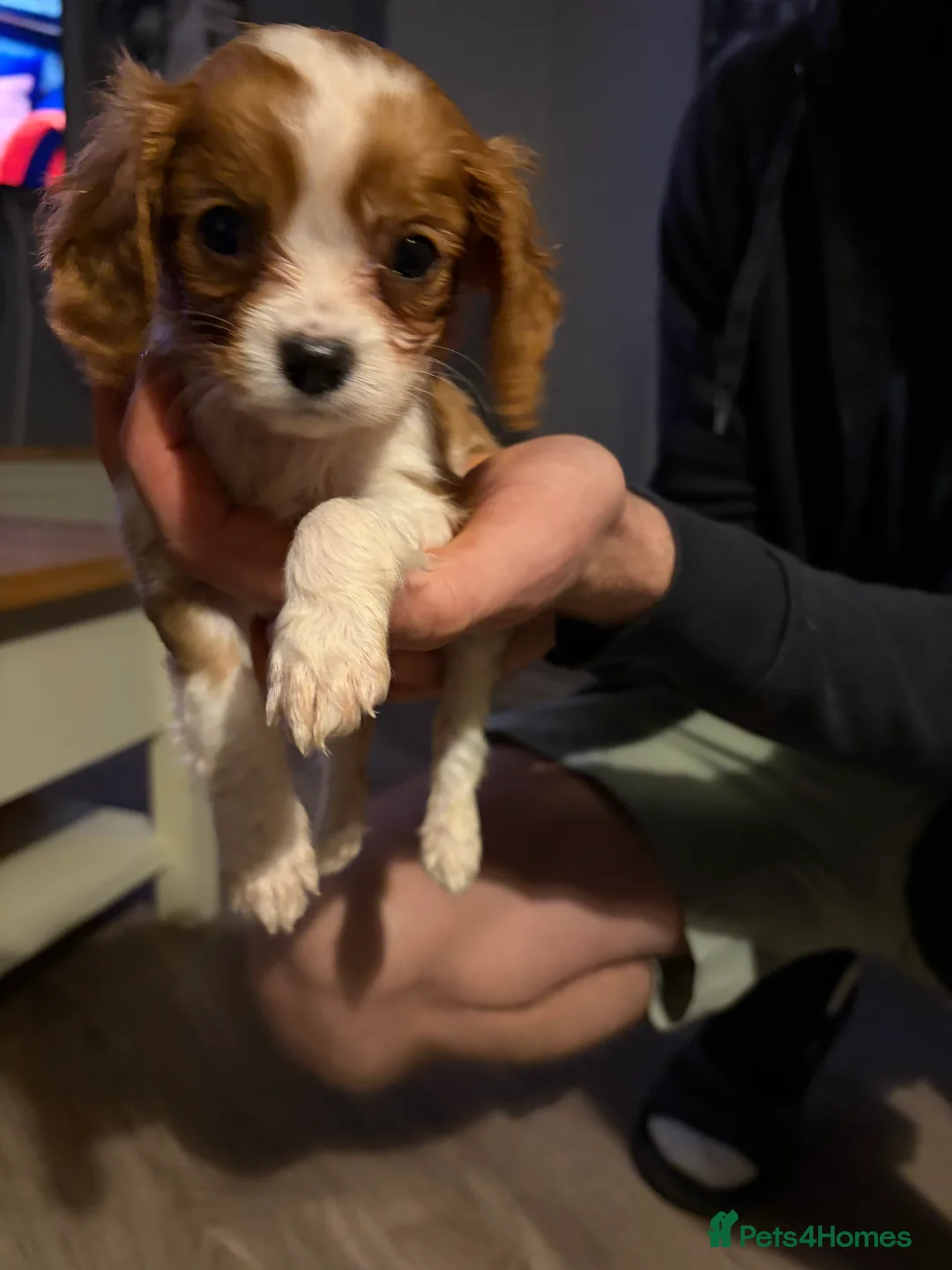 Cavalier King Charles Spaniel dogs for sale: Cavalier King Charles  - Advert 7