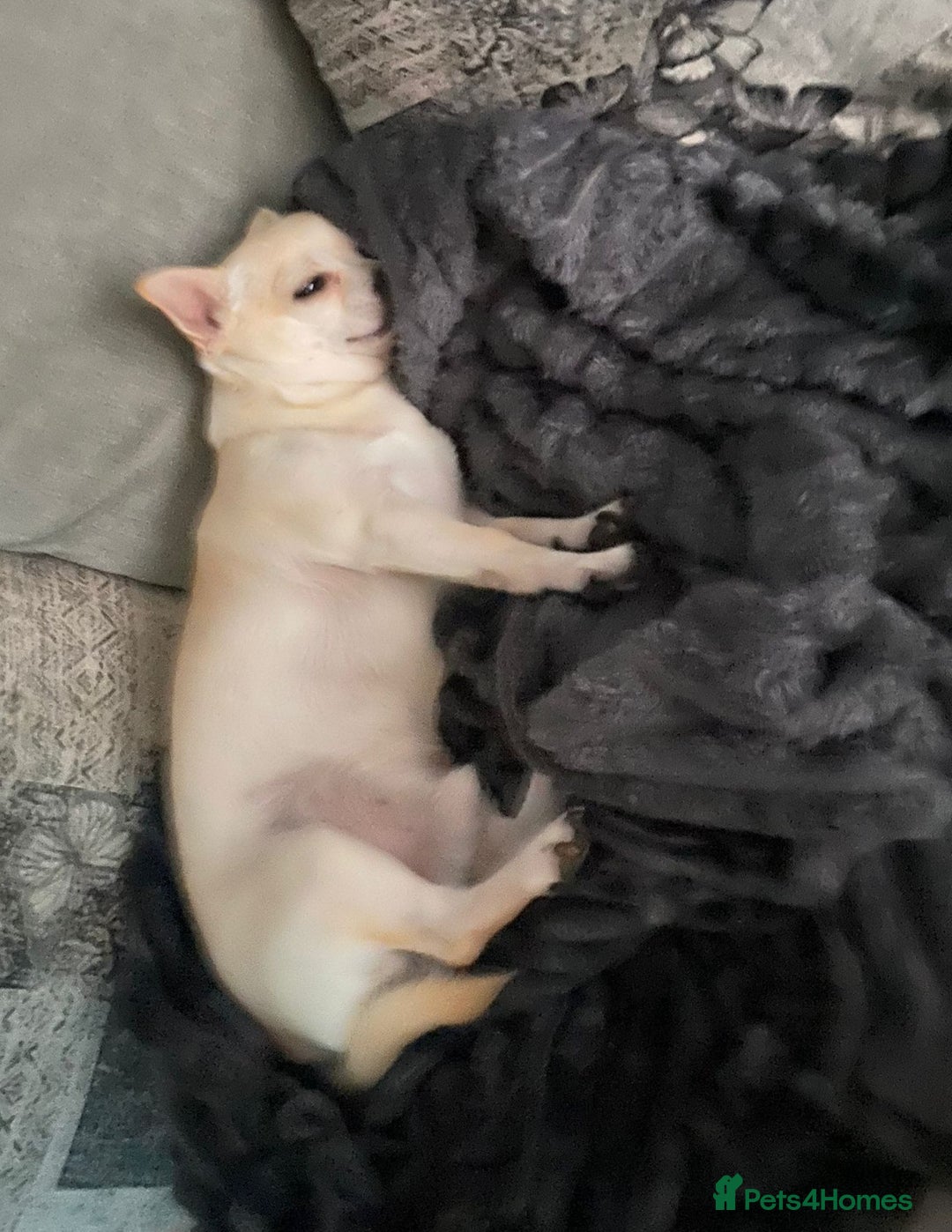 Chihuahua dogs for stud: Male chihuahua  - Advert 3