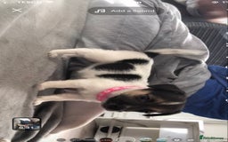 Jack Russell dogs for sale: 2 beautiful miniature jack Russell puppys - Image 6