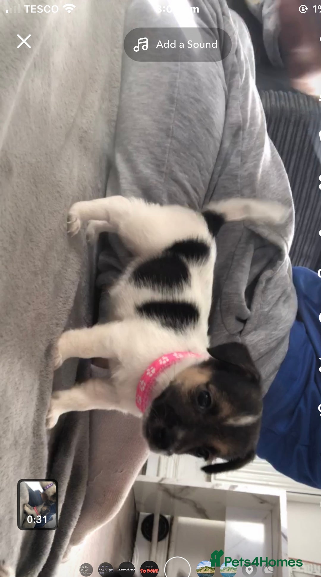 Jack Russell dogs for sale: 2 beautiful miniature jack Russell puppys - Image 6