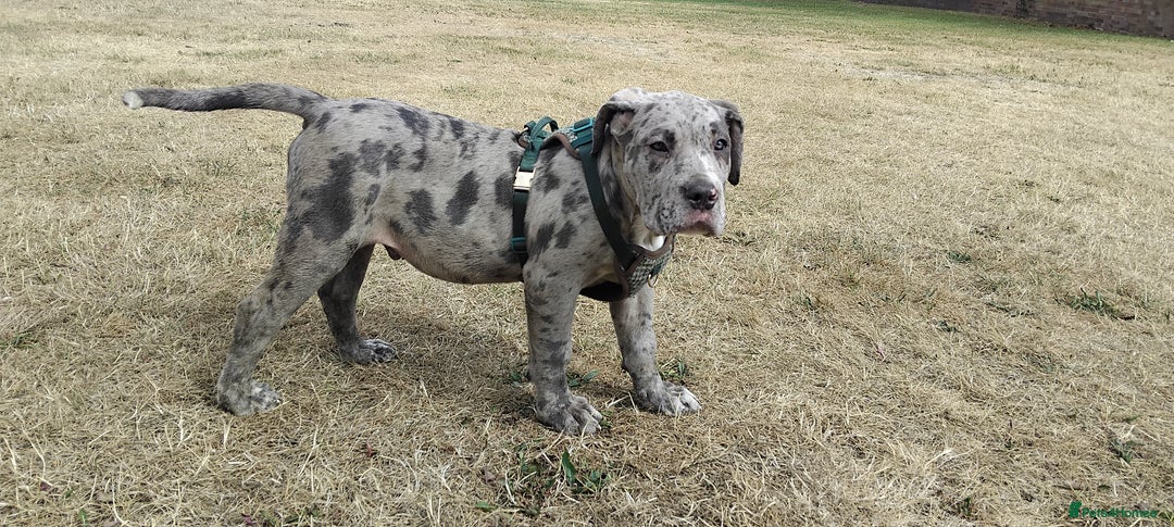 Mixed Breed dogs for sale: Cane Corso x Presa De Canario in Mexborough - Image 1