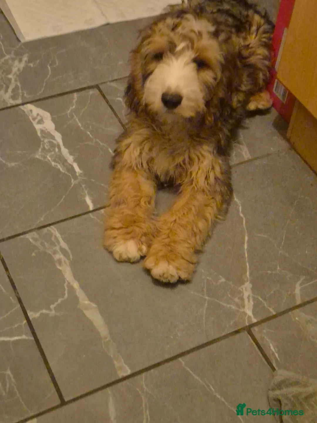 Cockapoo dogs for sale: This Is Snickers 7 months old  - Advert 2
