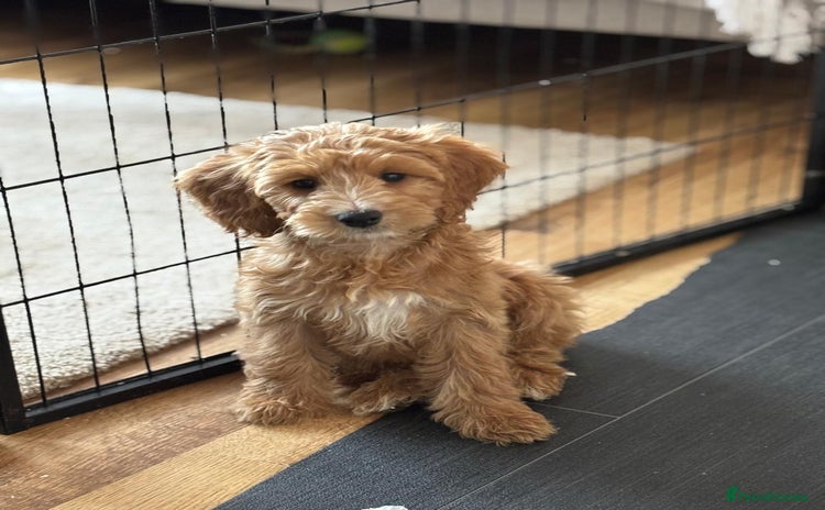 Cockapoo dogs - Advert 5