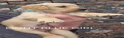 Golden Retriever dogs for sale: KC GOLDEN RETRIEVER PUPS HEALTH TESTED PARENTS  - Advert 17