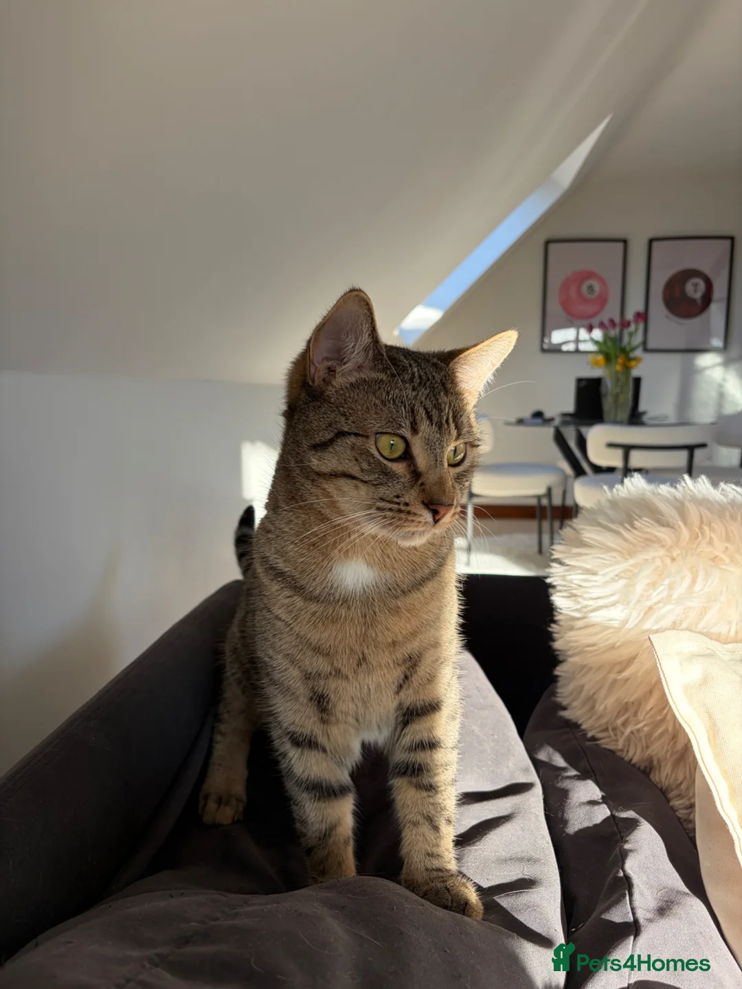 Mixed Breed cats for sale: 2 male cats to rehome  - Advert 1