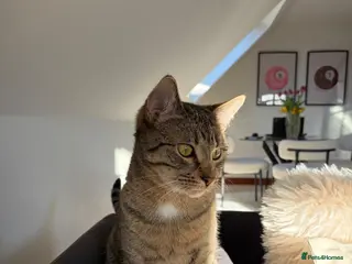 Mixed Breed cats 2 male cats to rehome - Advert 1