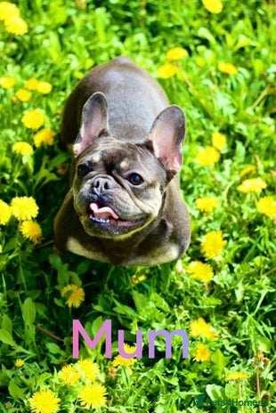 French Bulldog dogs French Bulldog - Advert 1