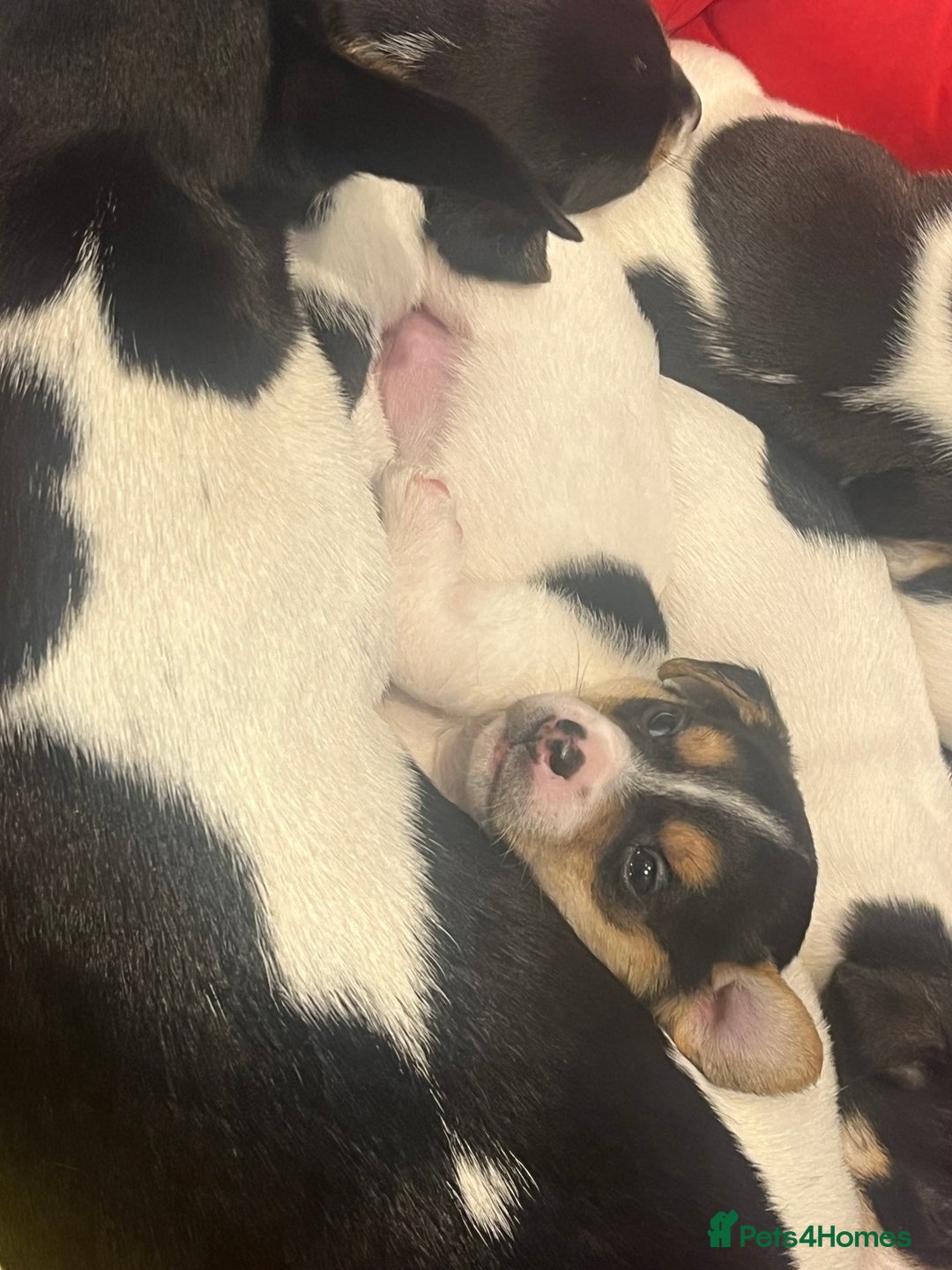 Mixed Breed dogs for sale: First litter of 7 Jack Russel puppies  - Advert 16