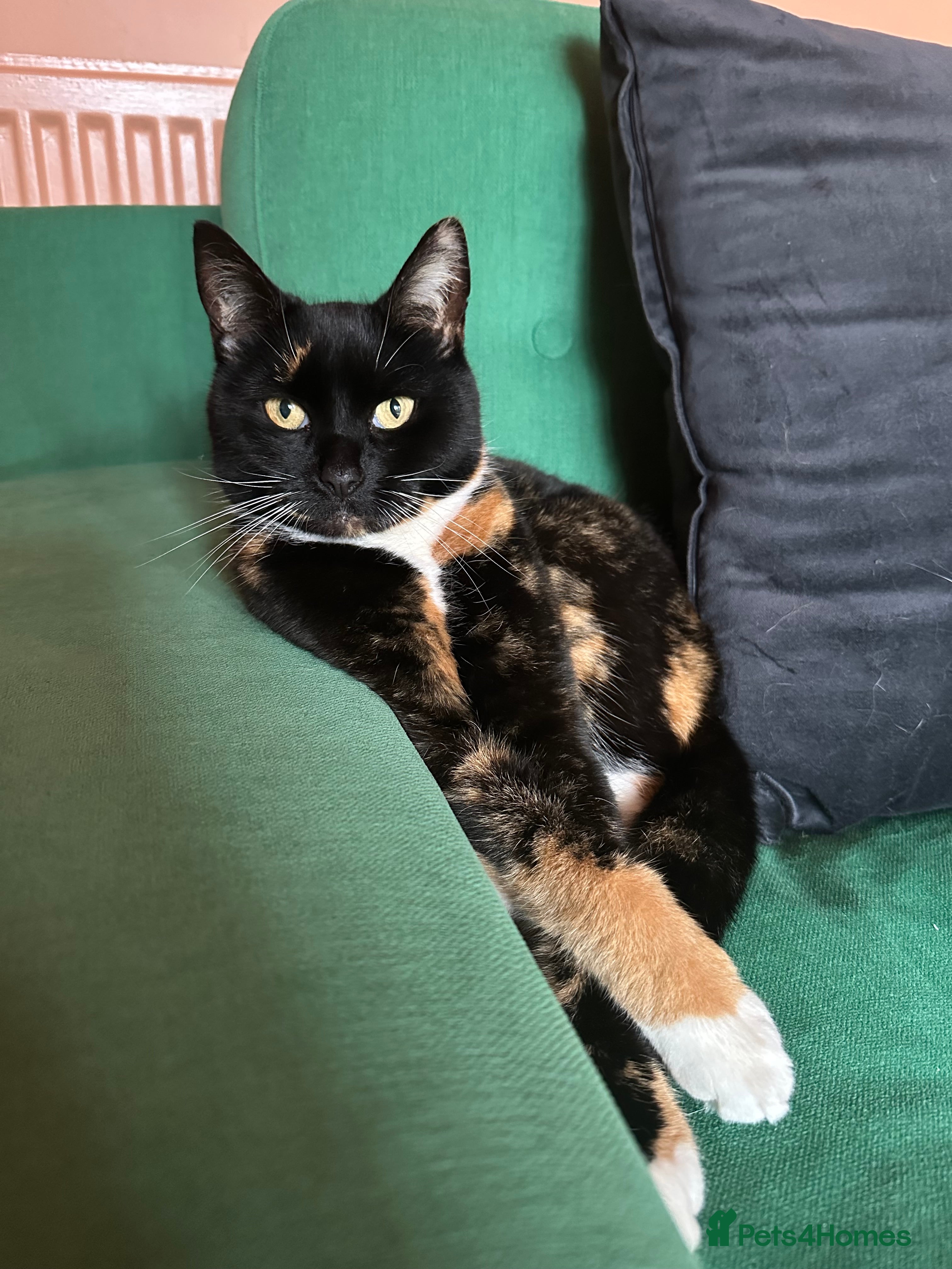 Bengal cats Bengal mix for rehome  - Advert 18