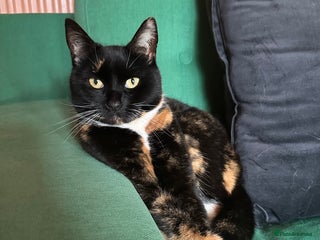 Bengal cats for sale: Bengal mix for rehome - Advert 1