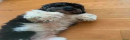 Mixed Breed dogs for adoption: Petra - Advert 5
