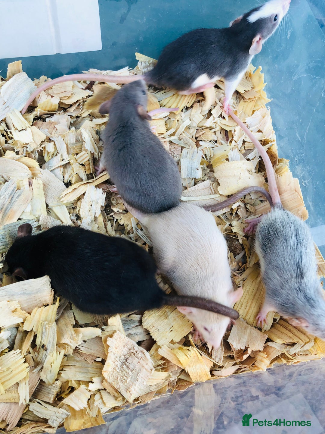 Rat rodents for sale: Baby rats for sale - Advert 6