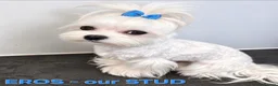Maltese dogs for sale: FULL KOREAN MALTESE PUPIES🐶KC reg🐶DOLL FACE🐶 in Harrow - Advert 8