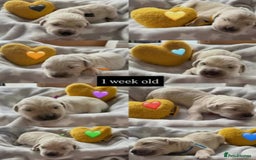 Golden Retriever dogs for sale: Fully health Tested Golden Retriever puppies - Image 5