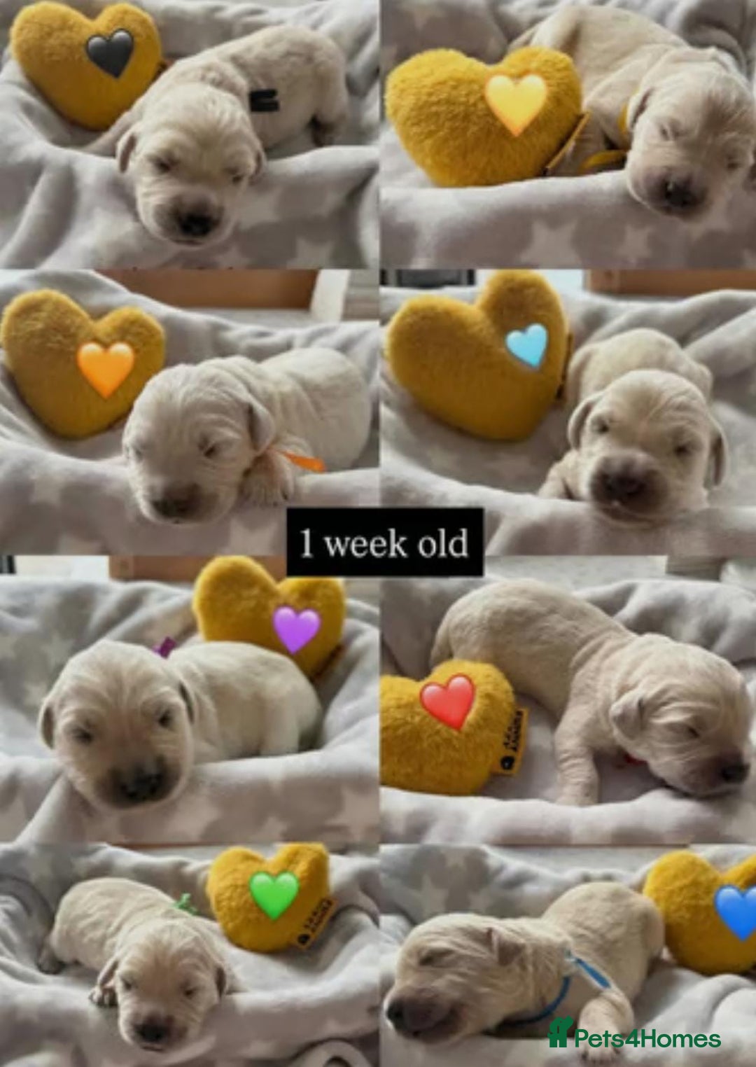 Golden Retriever dogs for sale: Fully health Tested Golden Retriever puppies - Image 5