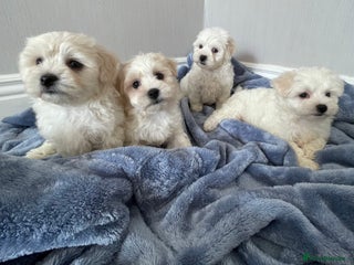 Maltipoo dogs - Advert 7