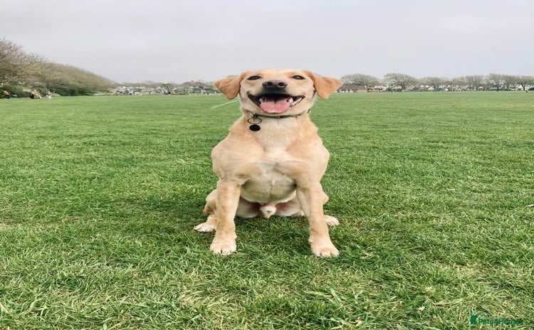 Mixed Breed dogs - Advert 7