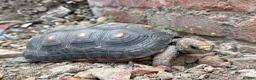 Tortoise reptiles for sale: Female Redfoot tortoise - Advert 2