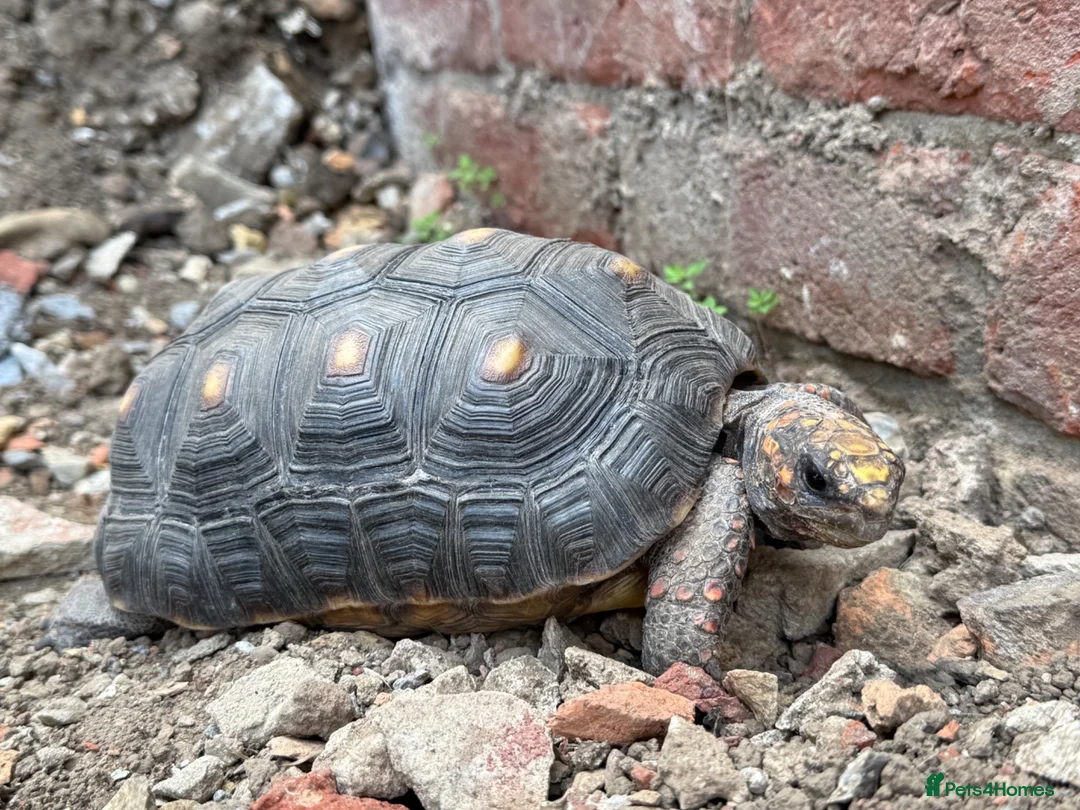 Tortoise reptiles for sale: Female Redfoot tortoise - Advert 2