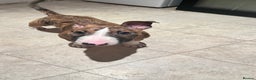English Bull Terrier dogs for sale: English Bull Terrier male puppy  - Advert 2