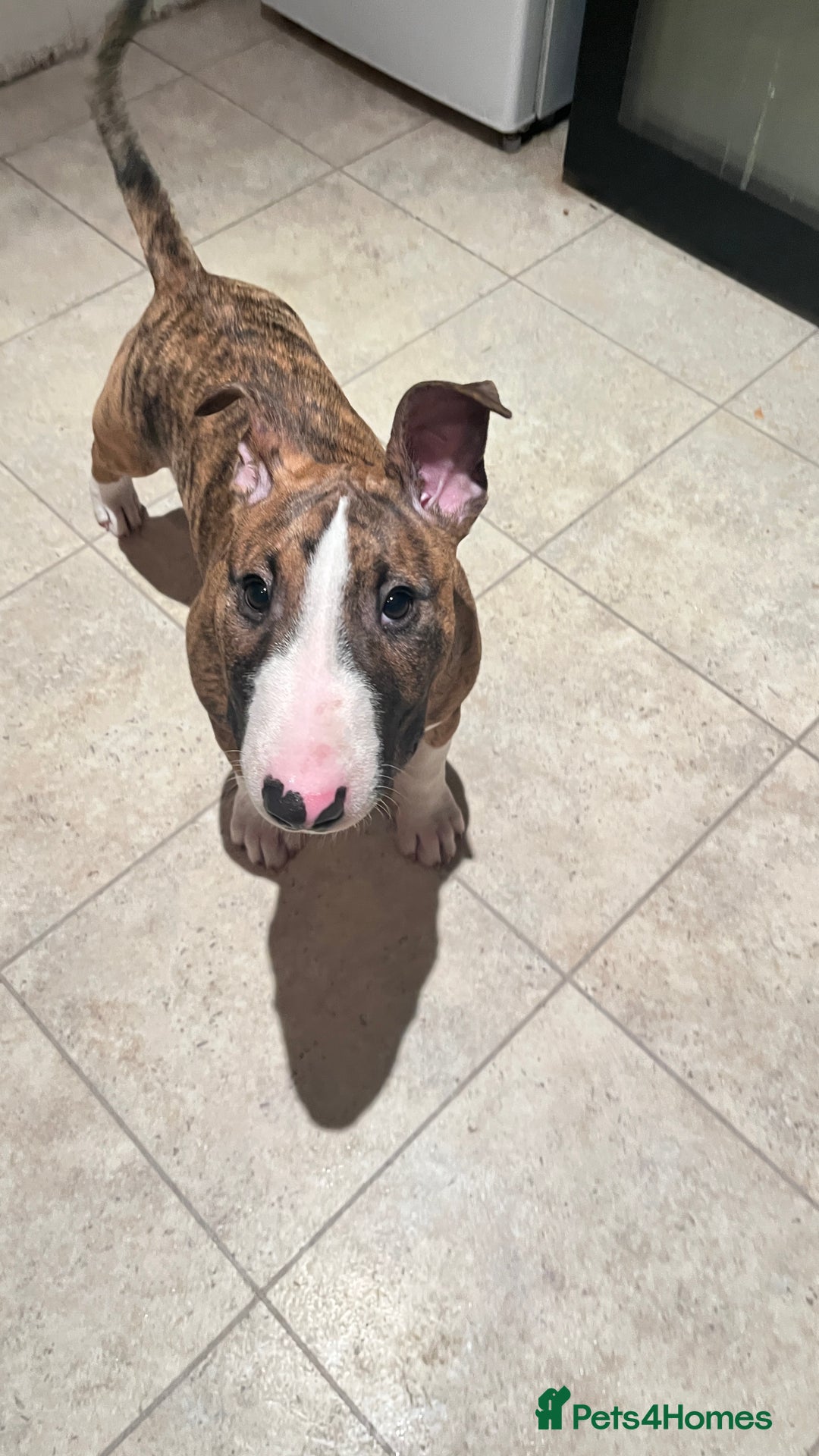 English Bull Terrier dogs for sale: English Bull Terrier male puppy  - Advert 2