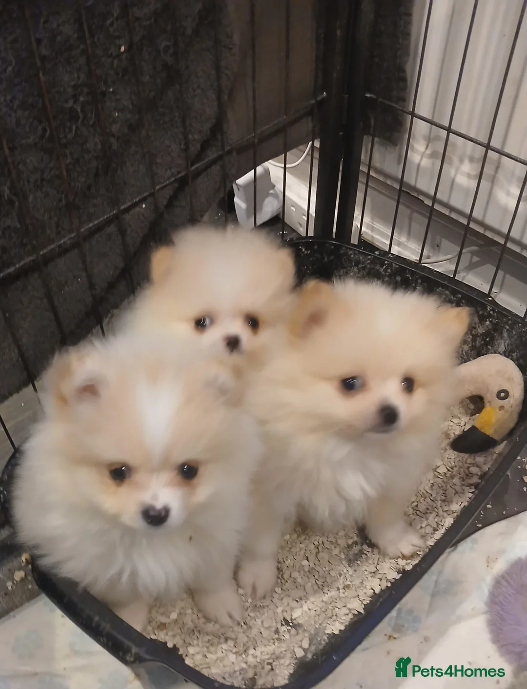 Pomeranian dogs for sale: Well Bred  **  Pomeranians  - Advert 1