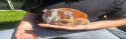 Guinea Pig rodents for sale: Baby Boy/Boar & Baby Girl/Sow Guinea Pigs, Teddy - Advert 4
