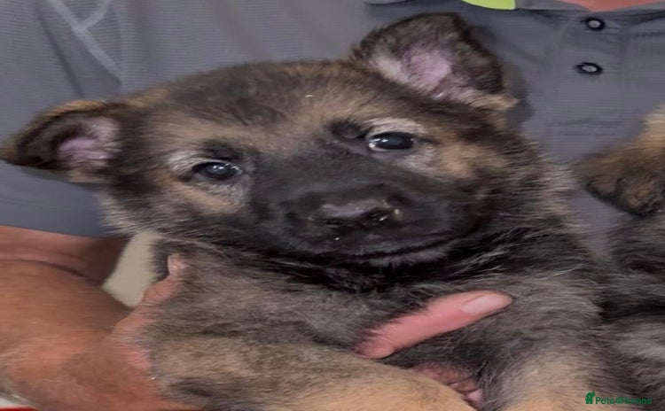 German Shepherd dogs - Advert 13