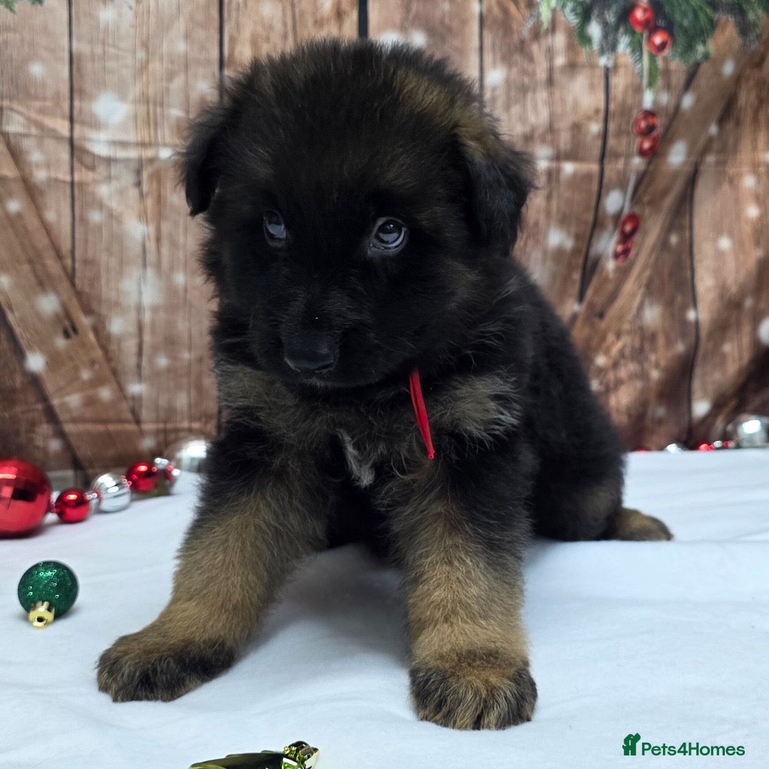 German Shepherd dogs for sale:  Kc Purebred German Shepherd  - Advert 6