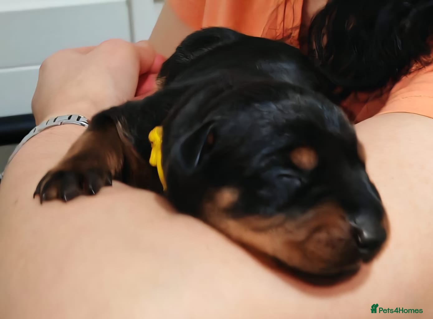 Dobermann dogs HEALTH TESTED, HOME REARED, STUNNING DOBERMAN PUPS - Advert 2