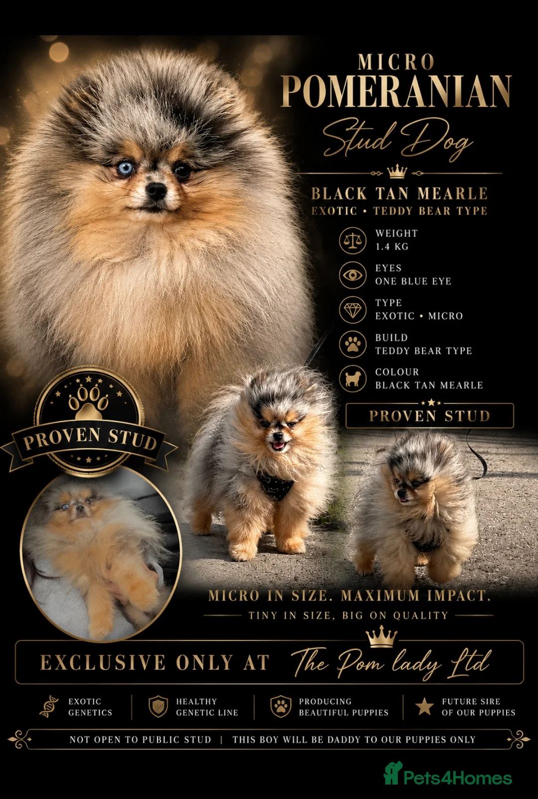 Pomeranian dogs for sale: 🍫🍦 CHOCOLATE CREAM MEARLE TEDDY BEARS🍫🍦 - Advert 11
