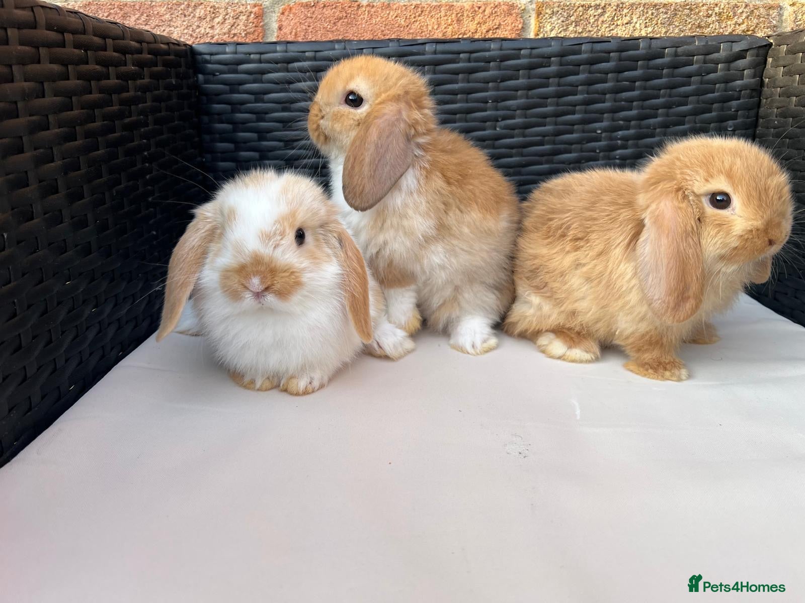 Mini Lop rabbits Pure bred mini lops  - Advert 1