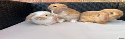 Mini Lop rabbits for sale: Pure bred mini lops  in Haverhill - Advert 1