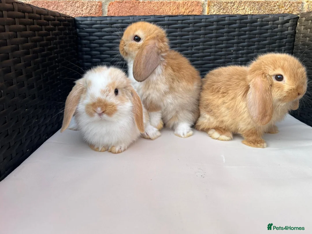 Mini Lop rabbits for sale: Pure bred mini lops  in Haverhill - Advert 1