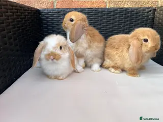 Mini Lop rabbits Pure bred mini lops - Advert 1