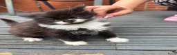 Mixed Breed cats for sale: Beautiful kitten’s  - Advert 9