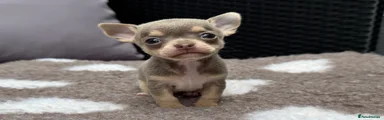 Chihuahua 2