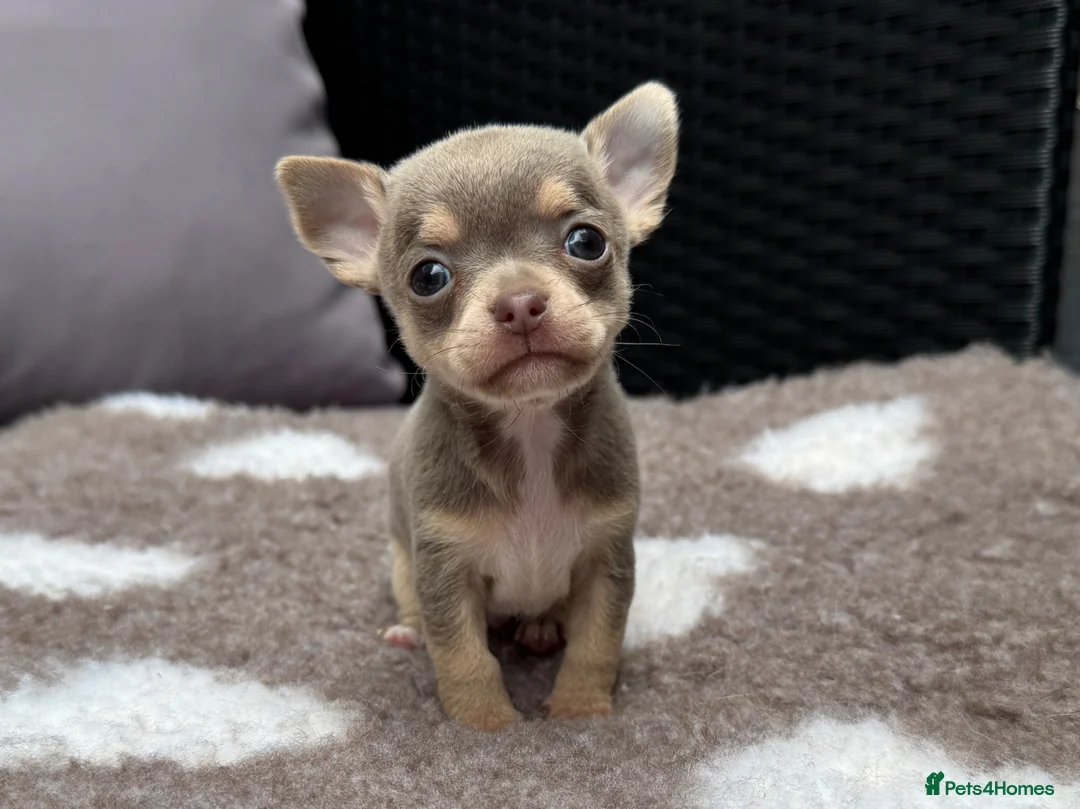 Chihuahua dogs for sale: 🐶Tiny exquisite RARE blue, Lilac & Chocolate Tri  - Advert 2