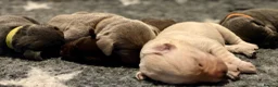 Labrador Retriever dogs for sale: Health Tested KC Registered Labrador Pups - Advert 9